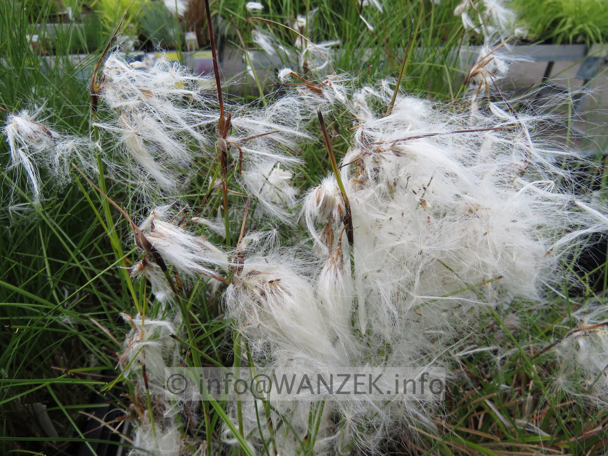Eriophorum vaginatum 01.JPG